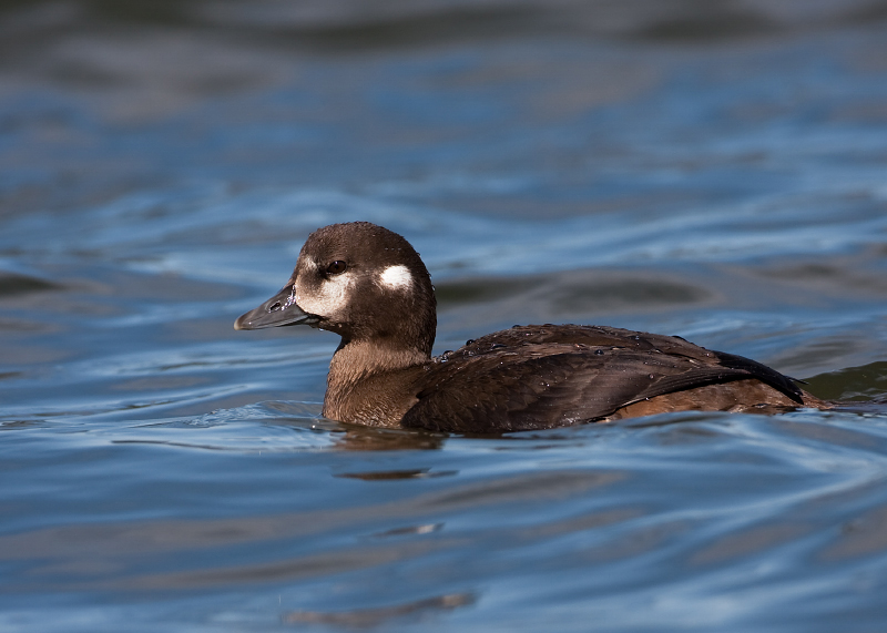 Harlequin Duck