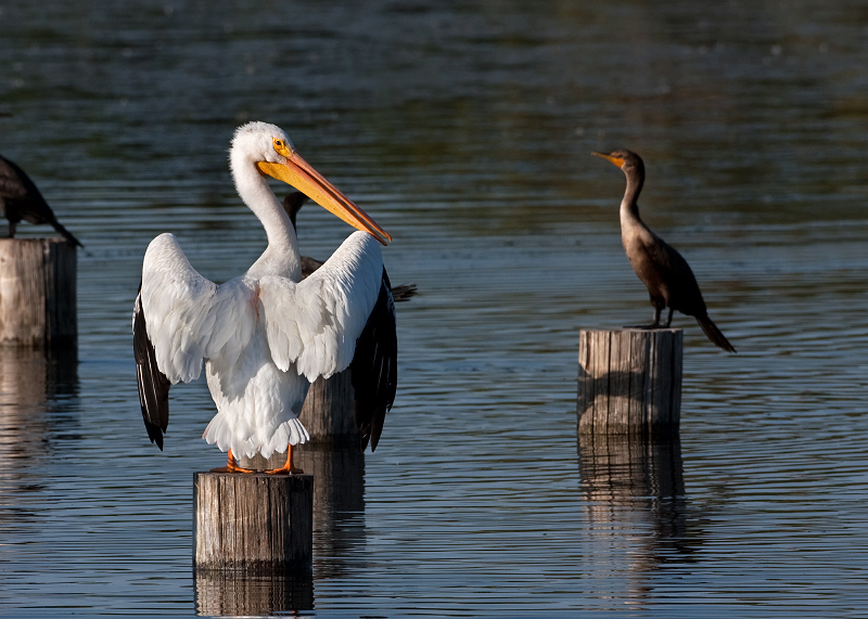 American White Pelican