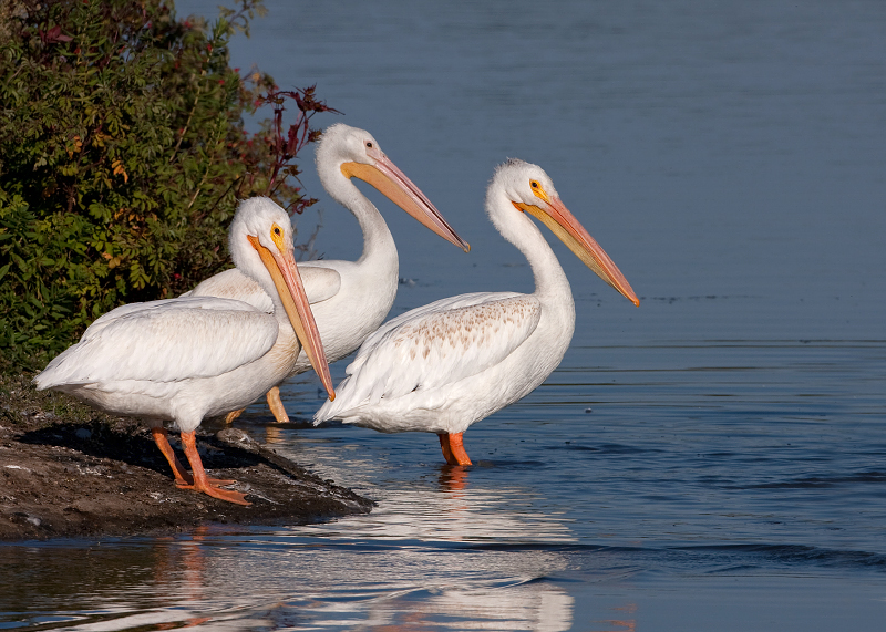 American White Pelican