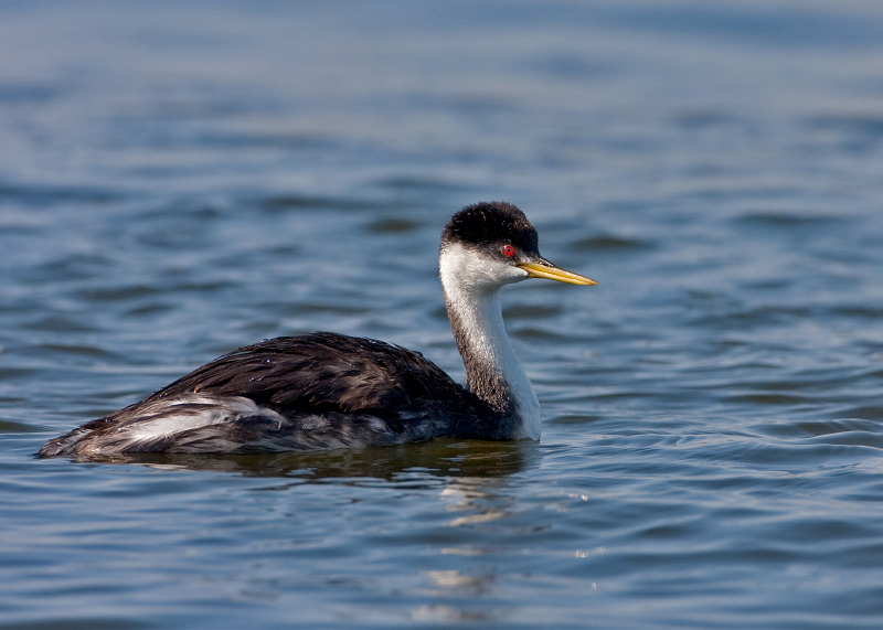 Western Grebe