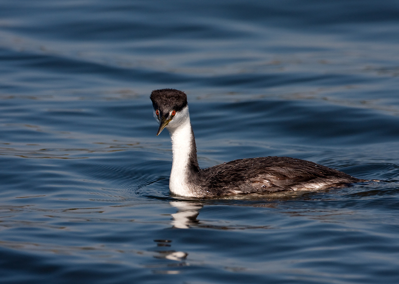 Western Grebe