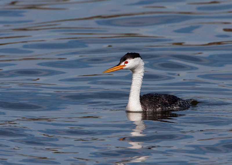 Clark's Grebe