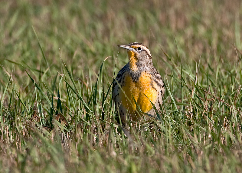 Western Meadowlark