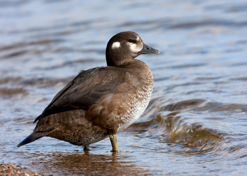 Harlequin Duck