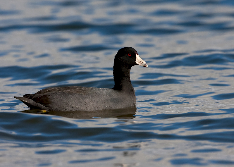 American Coot