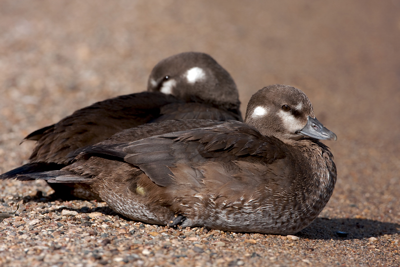 Harlequin Duck