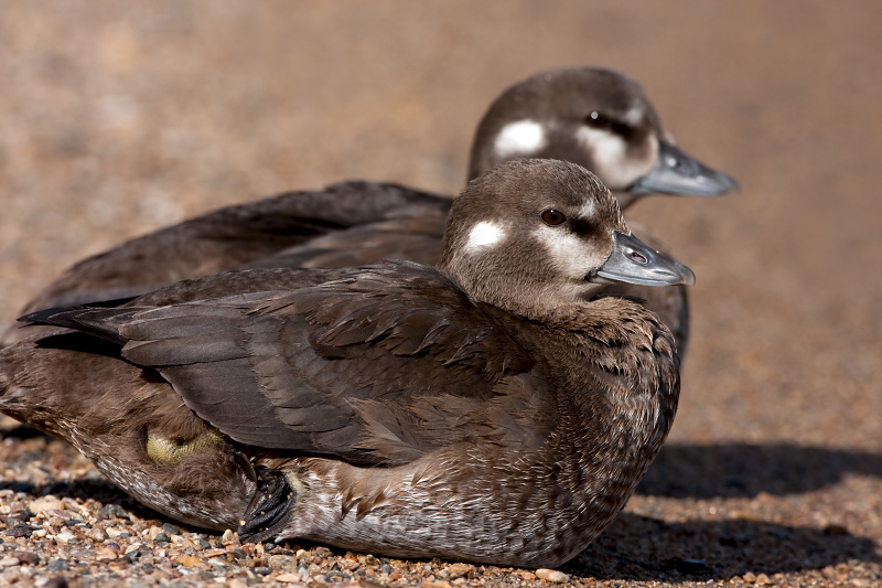 Harlequin Duck