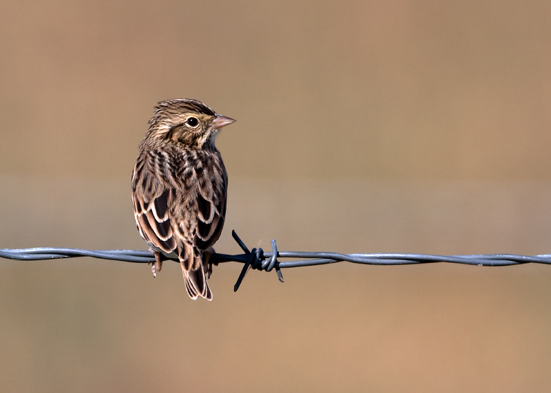 Savannah Sparrow