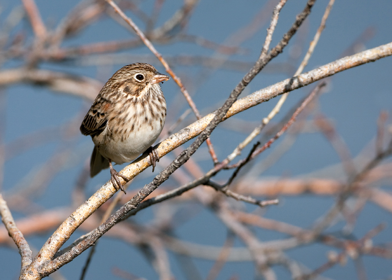 Vesper Sparrow