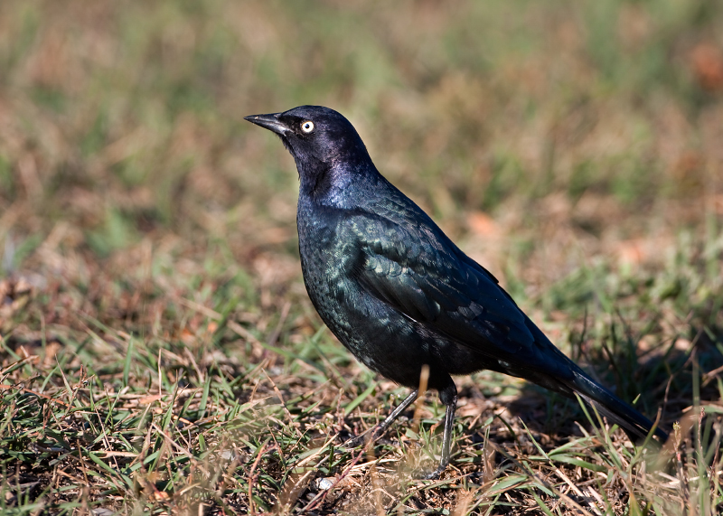 Brewer's Blackbird