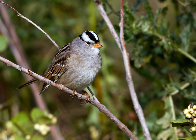 White-crowned Sparrow
