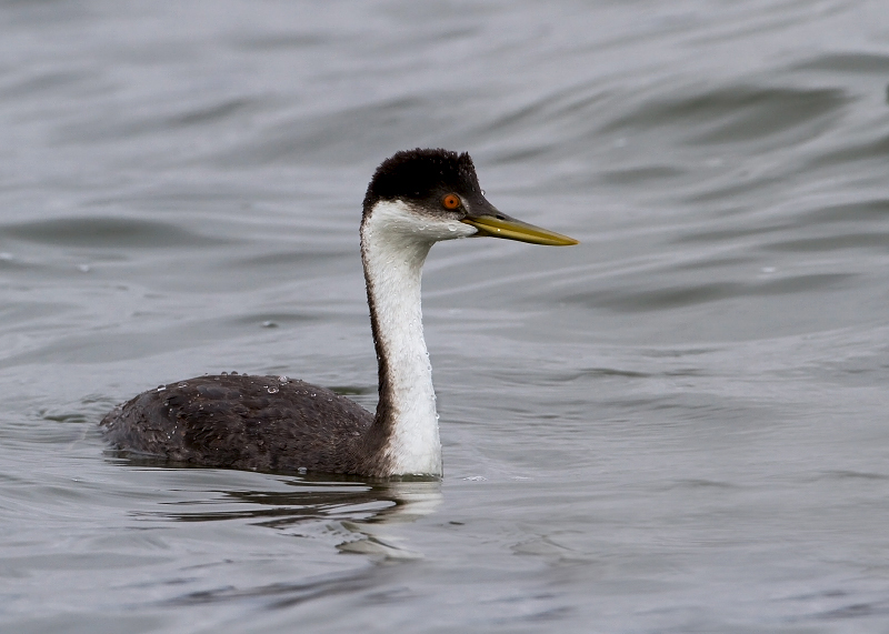 Western Grebe