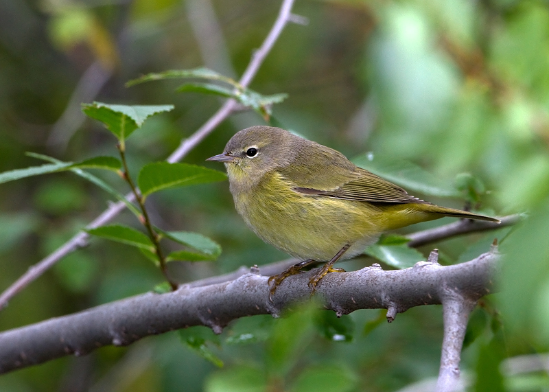 Orange-crowned Warbler