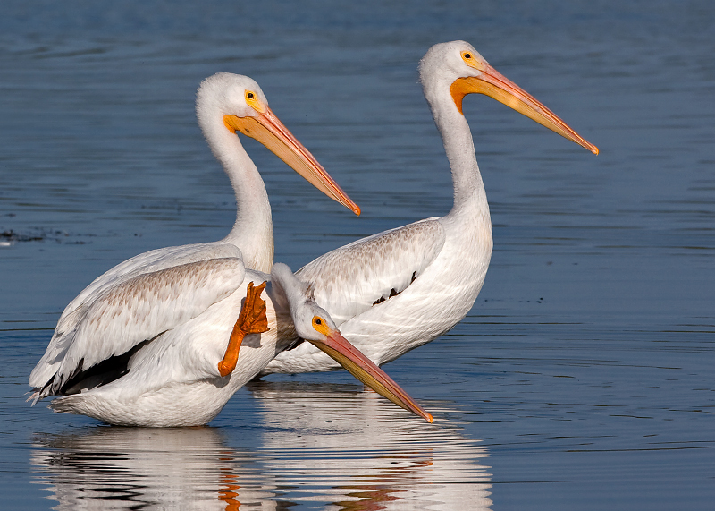 American White Pelican