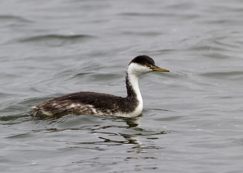 Western Grebe