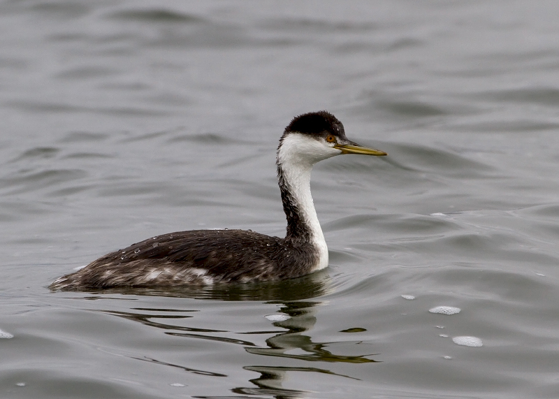 Western Grebe