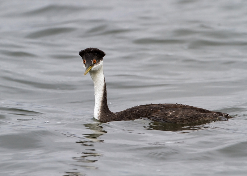 Western Grebe