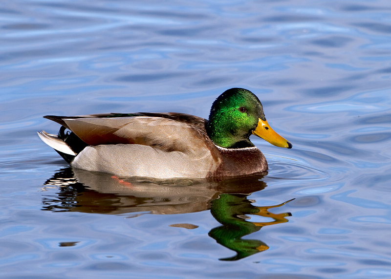 Mallard