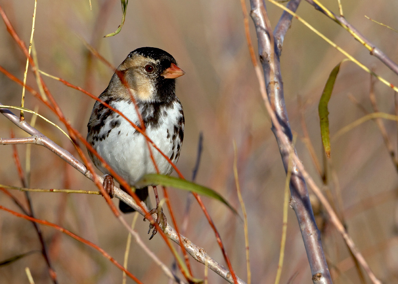 Harris's Sparrow