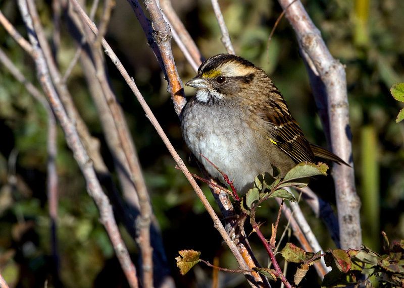 White-throated Sparrow