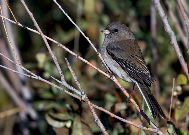 Dark-eyed Junco