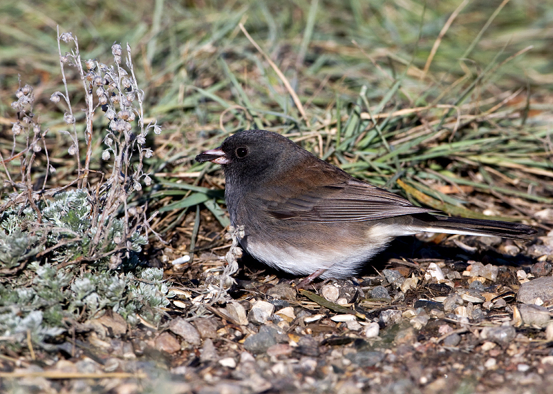 Dark-eyed Junco