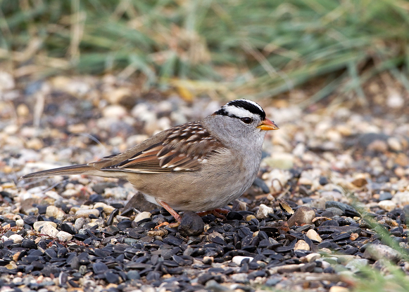 White-crowned Sparrow