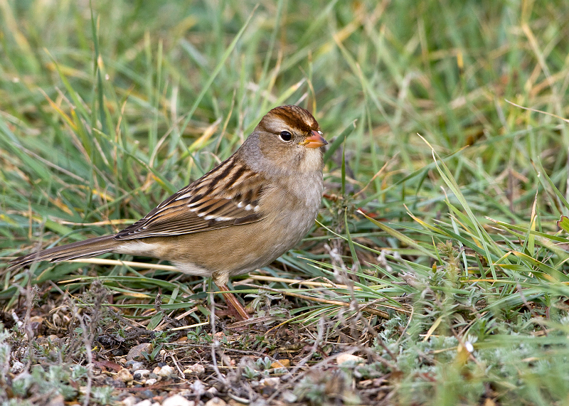 White-crowned Sparrow