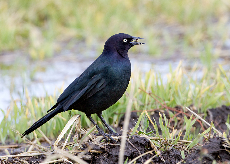 Brewer's Blackbird