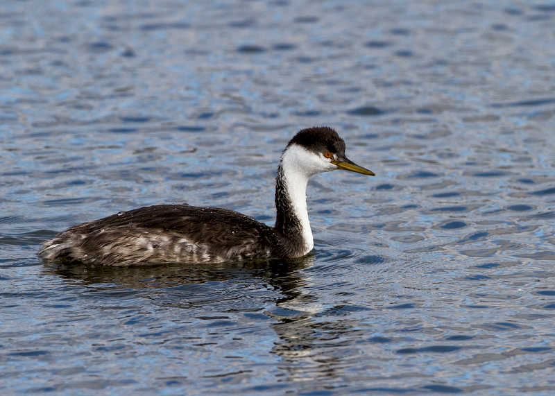 Western Grebe