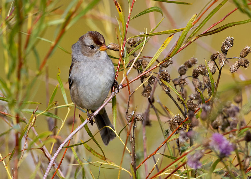 White-crowned Sparrow