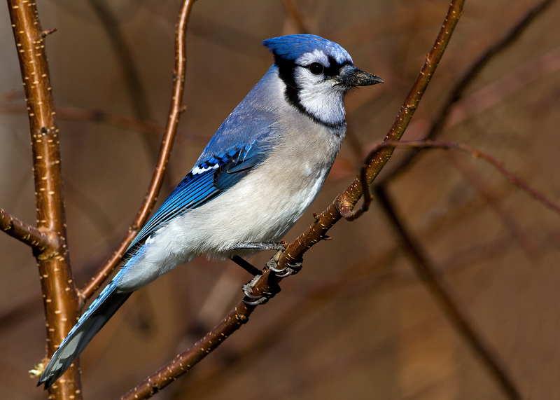 Blue Jay