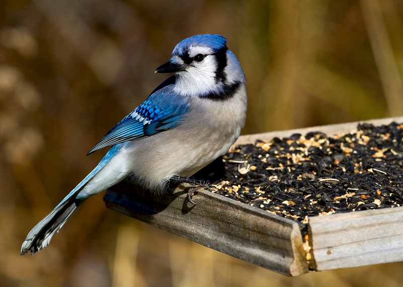 Blue Jay