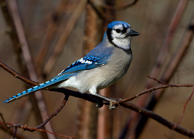 Blue Jay