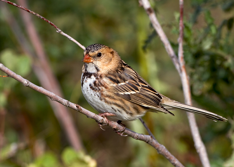 Harris's Sparrow