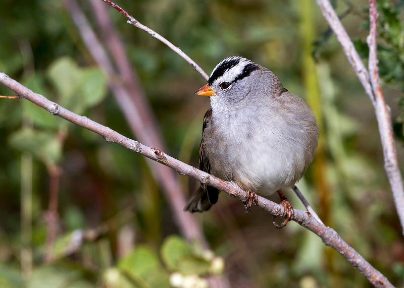 White-crowned Sparrow