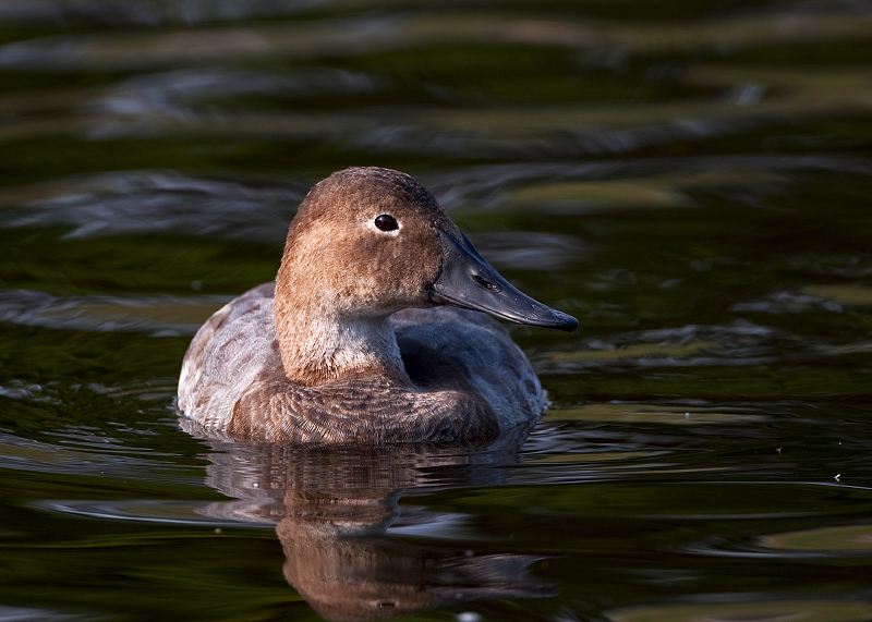 Canvasback