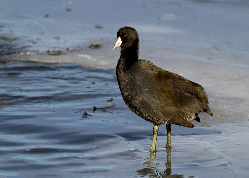 American Coot