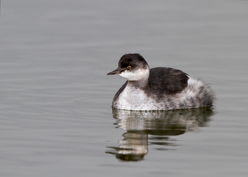 Eared Grebe