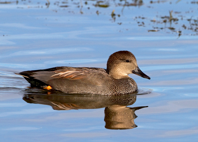 Gadwall