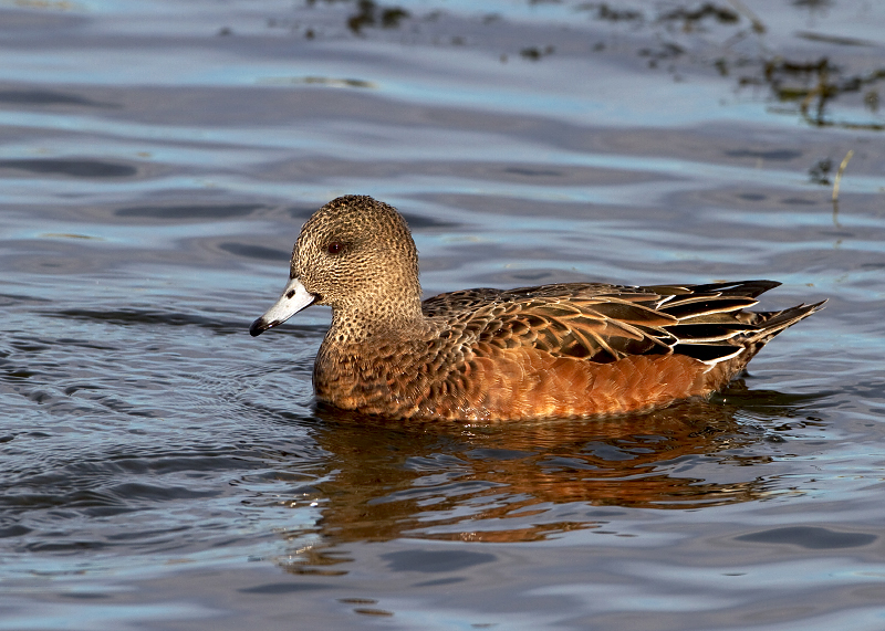 American Wigeon