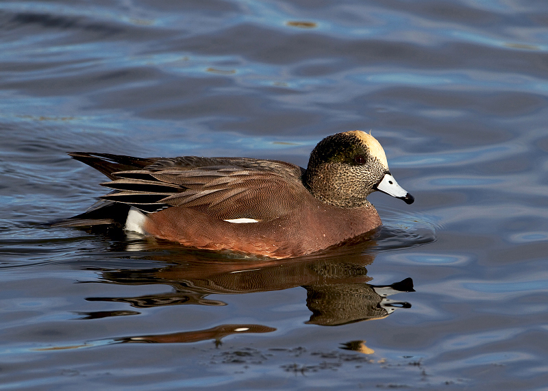 American Wigeon