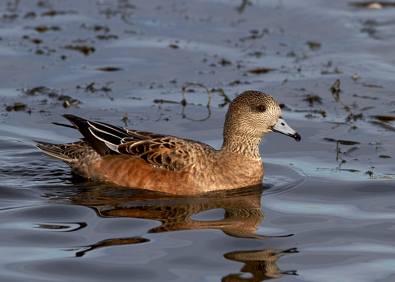 American Wigeon