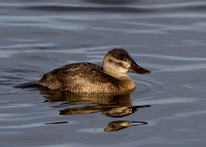 Ruddy Duck