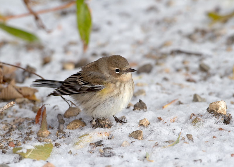 Yellow-rumped Warbler