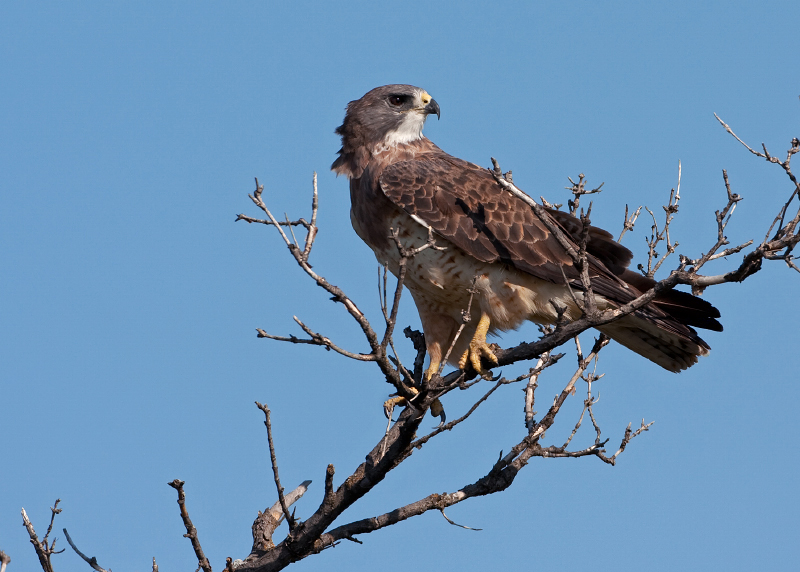 Swainson's Hawk