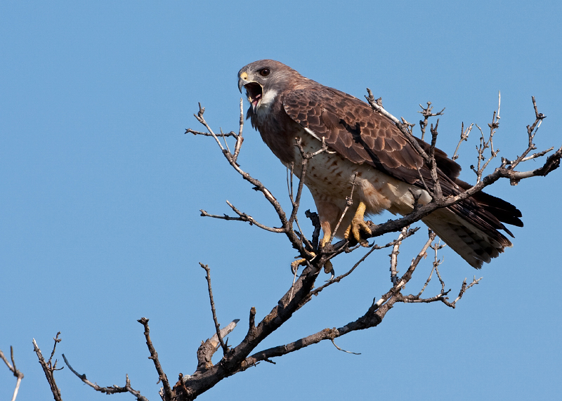 Swainson's Hawk