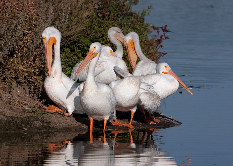 American White Pelican