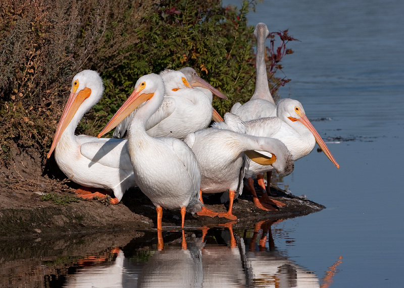 American White Pelican