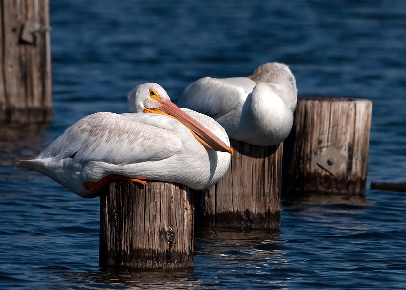 American White Pelican